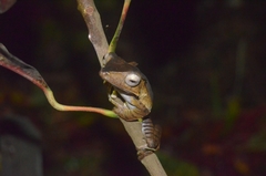 Polypedates otilophus
