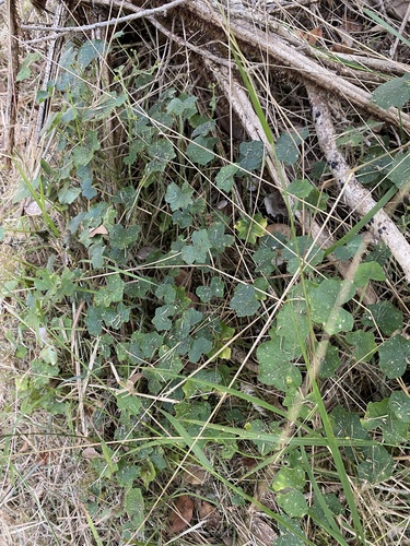 Hydrocotyle bowlesioides observed 2025-09-18
