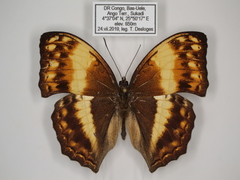 Harma theobene superna