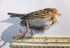 Ammodramus savannarum