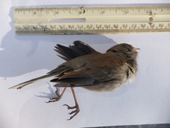 Junco hyemalis
