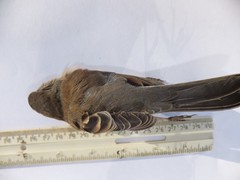 Junco hyemalis