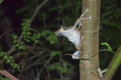 Polypedates macrotis