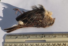 Ammodramus savannarum