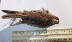 Ammodramus savannarum