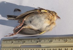 Ammodramus savannarum