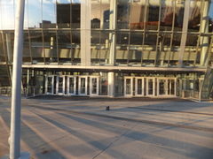 Ammodramus savannarum