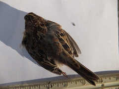 Ammodramus savannarum