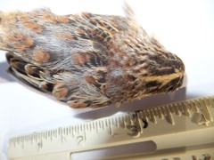 Ammodramus savannarum