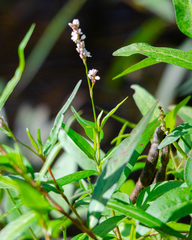 Persicaria setacea