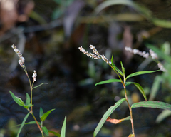 Persicaria setacea