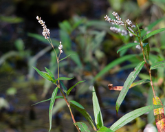 Persicaria setacea