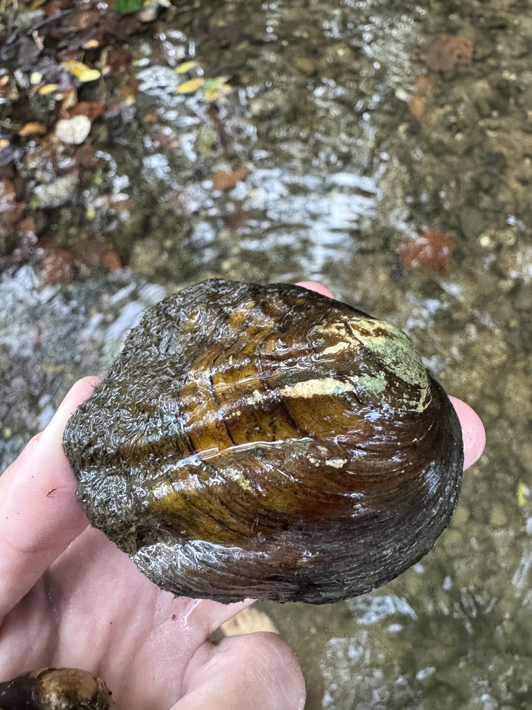 Three-ridge Mussel in September 2025 by kingjenna · iNaturalist
