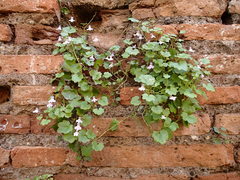 Cymbalaria muralis
