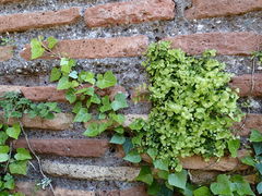 Adiantum capillus-veneris