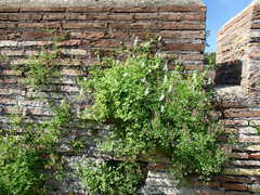 Fumaria capreolata