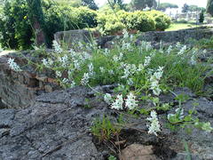 Fumaria capreolata