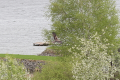 Milvus migrans
