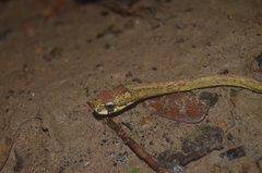 Aplopeltura boa
