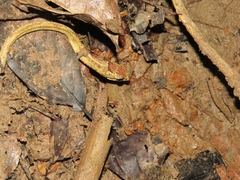 Aplopeltura boa