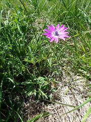 Anemone hortensis