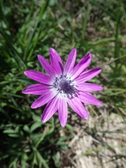 Anemone hortensis
