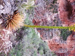 Agave utahensis kaibabensis