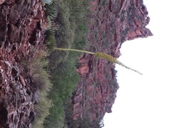 Agave utahensis kaibabensis