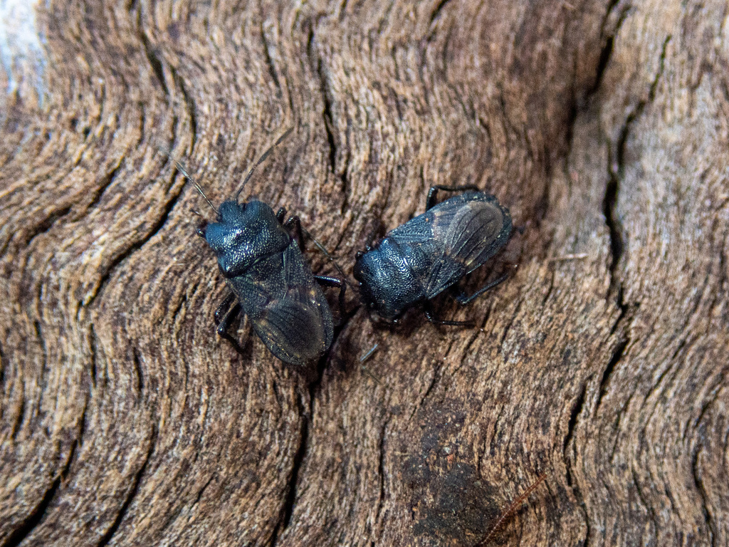 Blaena coarctata