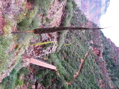 Agave utahensis kaibabensis