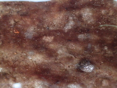 Zygogonium ericetorum