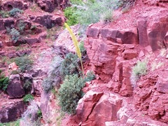 Agave utahensis kaibabensis