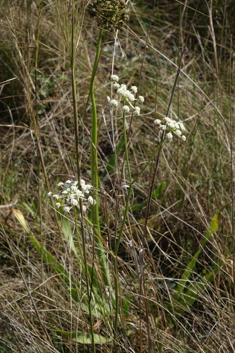 Seseli ledebourii, photograph 4