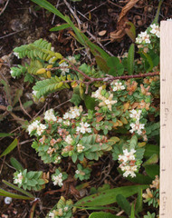 Pimelea prostrata