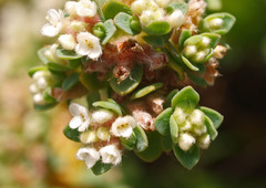 Pimelea prostrata