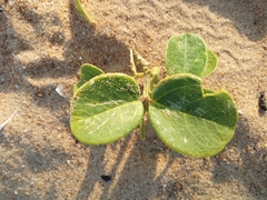 Magnoliopsida