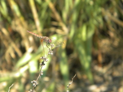 Trithemis annulata