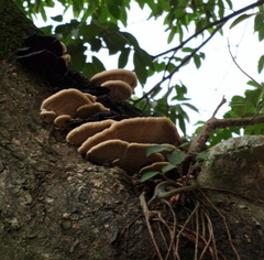 Polyporales