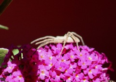 Pisaurina