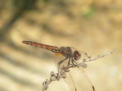 Trithemis annulata