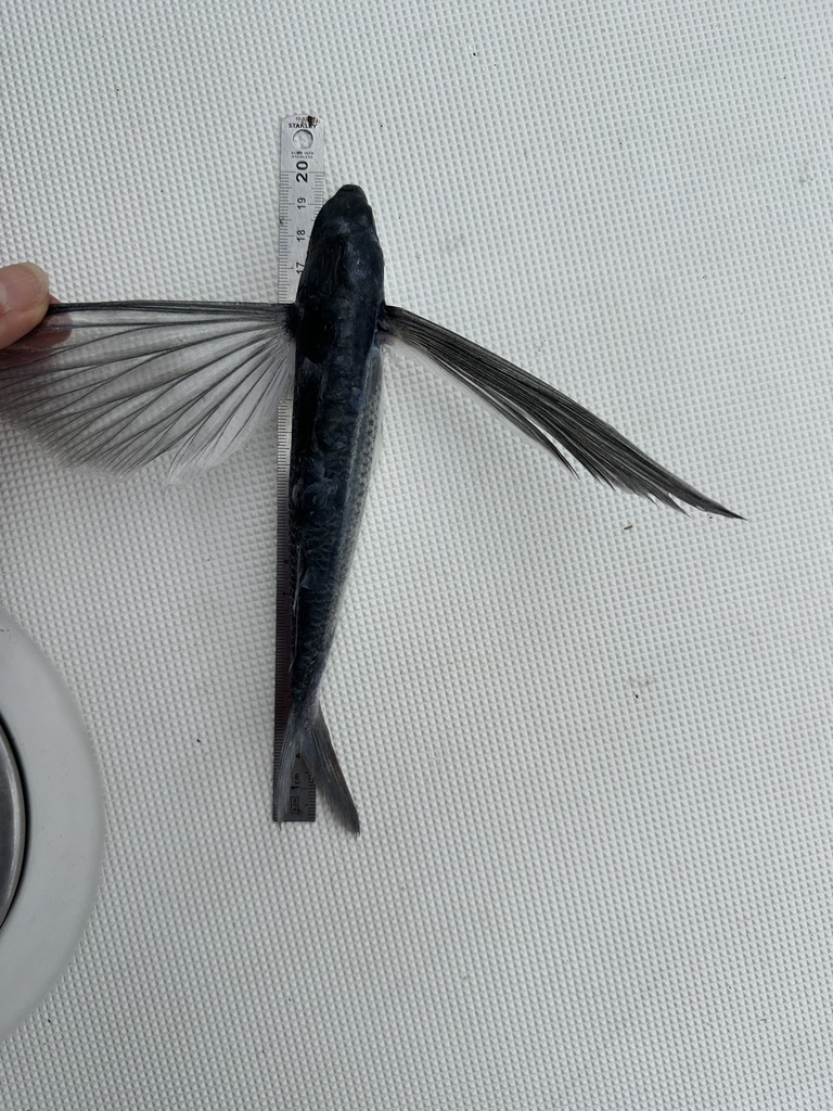 Flying fish