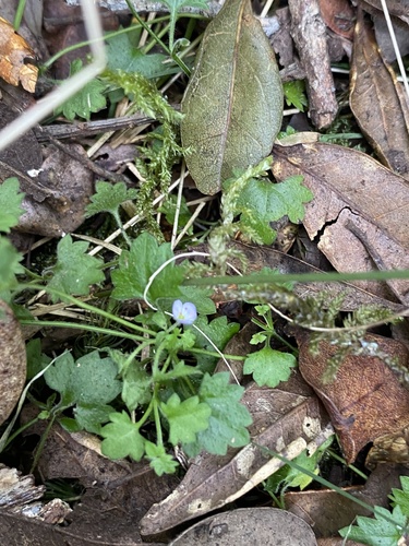 Veronica plebeia observed 2025-09-18