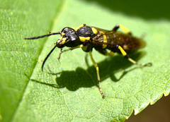 Macrophya succincta