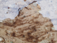 Zygogonium ericetorum