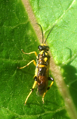 Macrophya formosa