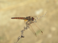 Trithemis annulata