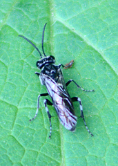 Macrophya