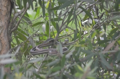 Dendrelaphis caudolineatus