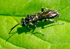 Macrophya