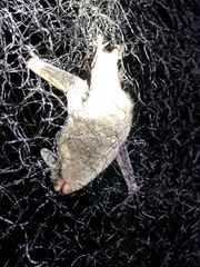 Myotis sodalis